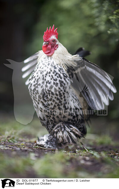 Federfiges Zwerghuhn / Dwarf Sablepoot Chicken / DOL-01977