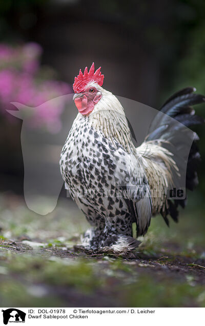 Federfiges Zwerghuhn / Dwarf Sablepoot Chicken / DOL-01978