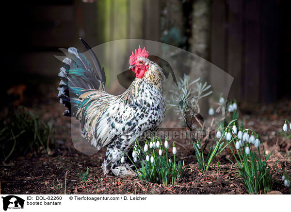 Federfiges Zwerghuhn / booted bantam / DOL-02260