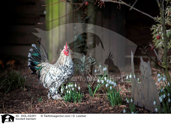 Federfiges Zwerghuhn / booted bantam / DOL-02261