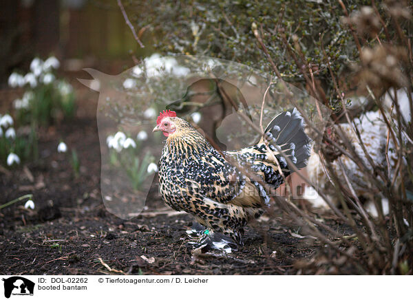 Federfiges Zwerghuhn / booted bantam / DOL-02262