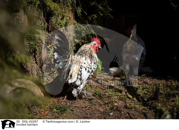Federfiges Zwerghuhn / booted bantam / DOL-02267