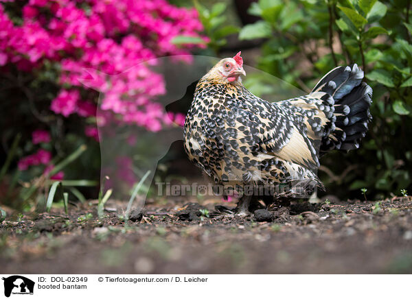 Federfiges Zwerghuhn / booted bantam / DOL-02349