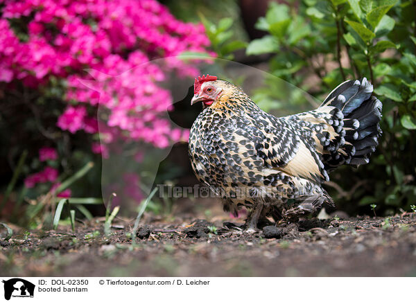 Federfiges Zwerghuhn / booted bantam / DOL-02350