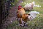 bantams