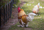 bantams