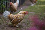 bantams