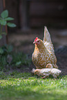 bantams