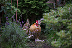 bantams