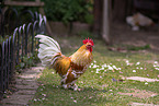 bantam