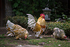 bantams