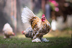 bantams