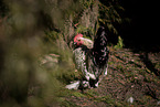booted bantam