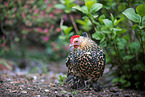 booted bantam