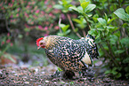 booted bantam