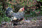booted bantam