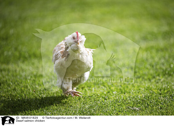 Zwerg-Lachshuhn / Dwarf salmon chicken / MAW-01829