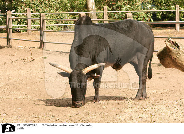 cattle / SG-02048