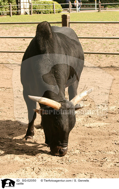 cattle / SG-02050