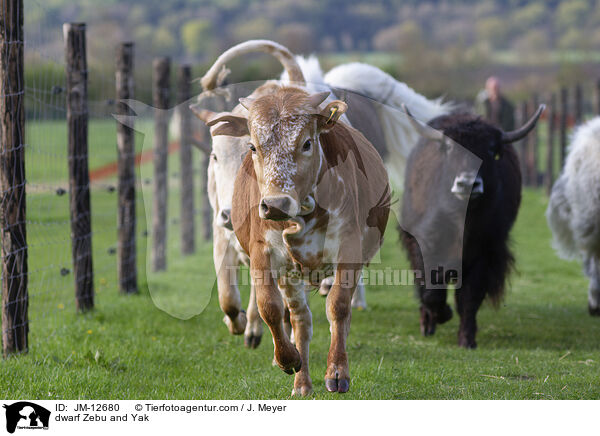 Zwergzebu und Yak / dwarf Zebu and Yak / JM-12680