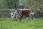 dwarf Zebu