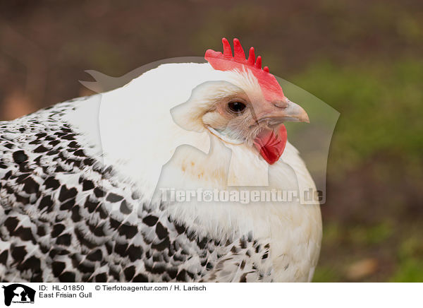 Ostfriesische Mwe / East Frisian Gull / HL-01850