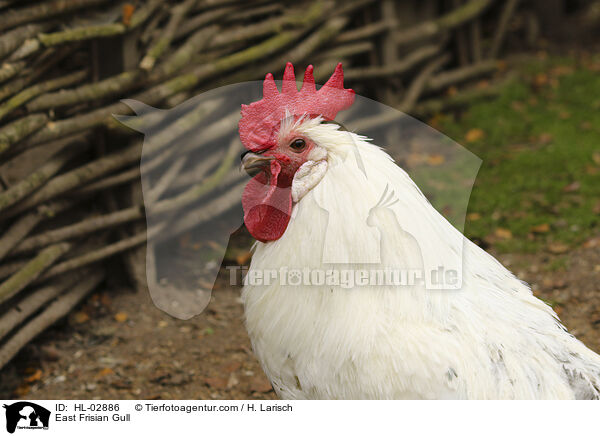 Ostfriesische Mwe / East Frisian Gull / HL-02886