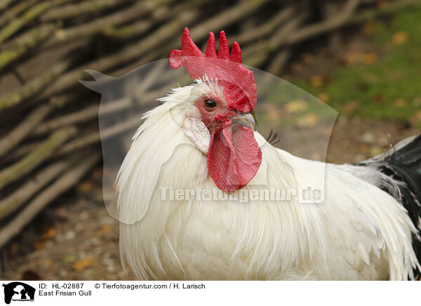 Ostfriesische Mwe / East Frisian Gull / HL-02887