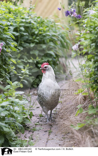 Ostfriesische Mwe / East Frisian Gull / HBO-06340