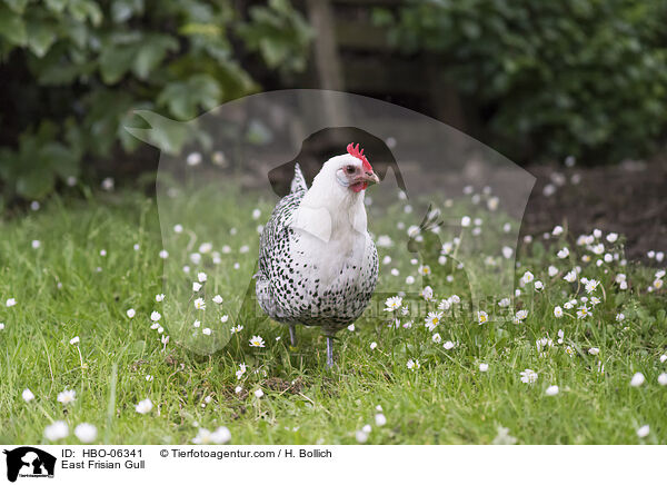 East Frisian Gull / HBO-06341