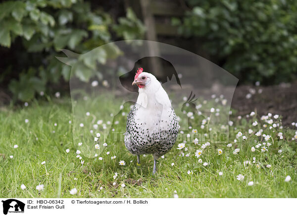 Ostfriesische Mwe / East Frisian Gull / HBO-06342