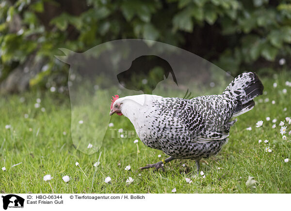 East Frisian Gull / HBO-06344