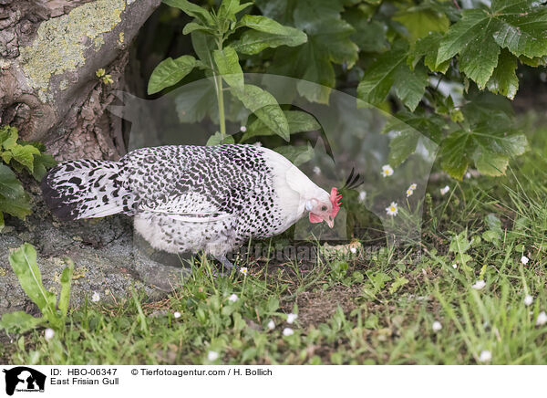 East Frisian Gull / HBO-06347