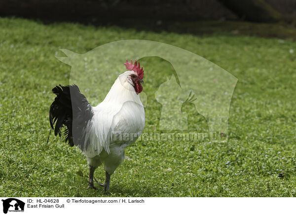 Sylter Mwe / East Frisian Gull / HL-04628