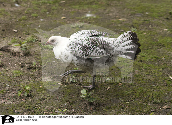 Sylter Mwe / East Frisian Gull / HL-04634