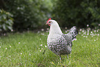 East Frisian Gull