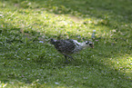 East Frisian Gull
