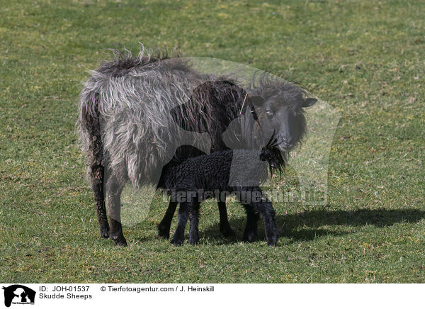 Skudde Sheeps / JOH-01537