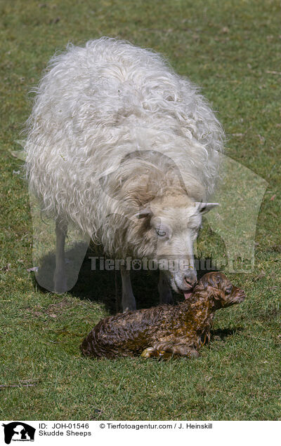 Skudde Sheeps / JOH-01546