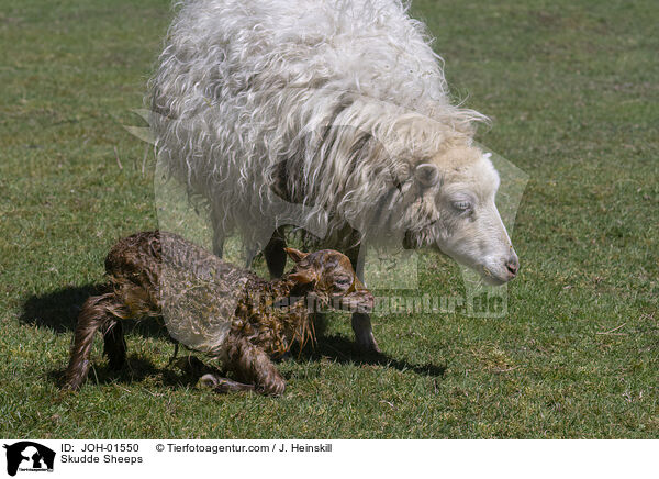 Skudden / Skudde Sheeps / JOH-01550