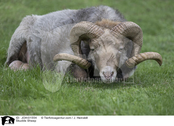 Skudde / Skudde Sheep / JOH-01554