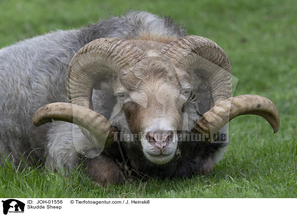 Skudde / Skudde Sheep / JOH-01556