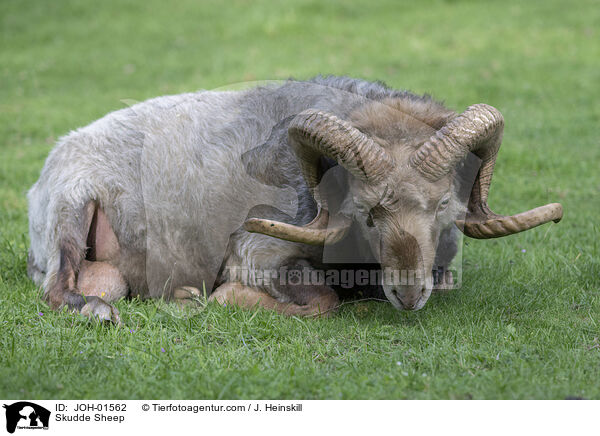 Skudde Sheep / JOH-01562