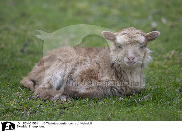 Skudde Lamm / Skudde Sheep lamb / JOH-01564