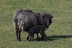 Skudde Sheeps