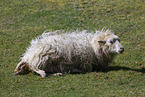 Skudde Sheeps