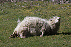 Skudde Sheeps