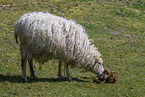 Skudde Sheeps