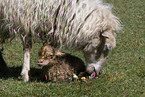 Skudde Sheeps