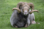 Skudde Sheep